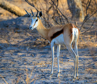 Springbok