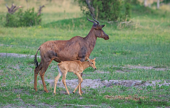 Tsessebe