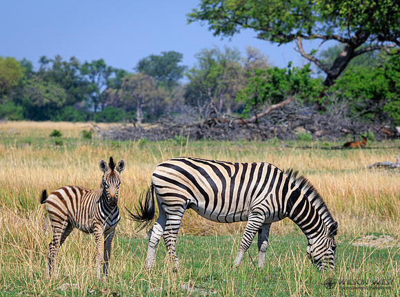 Burchell's Zebra