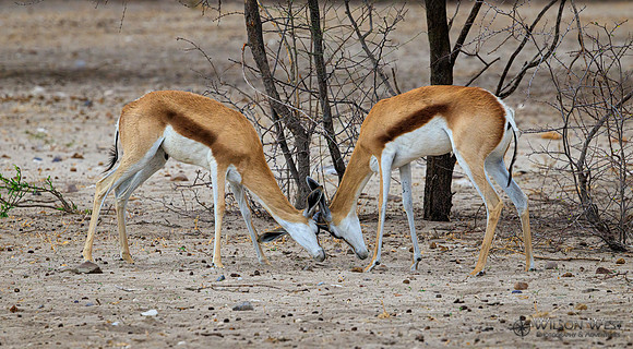 Springbok