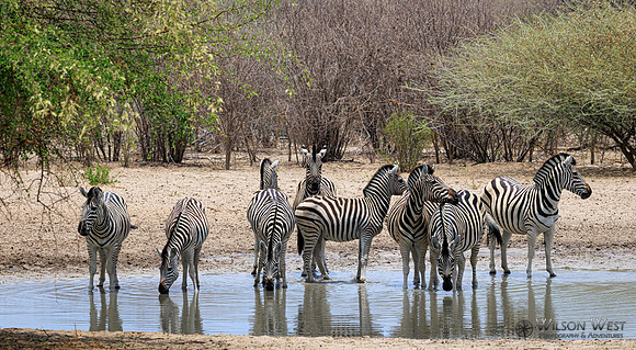 Burchell's Zebra