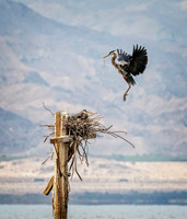 Salton Sea