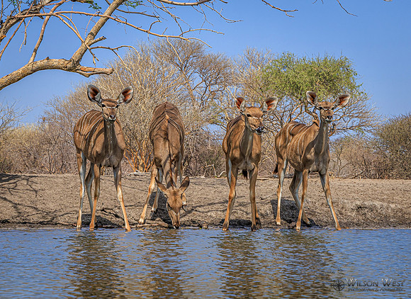Greater Kudu