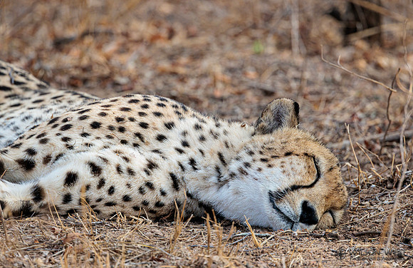 Cheetah