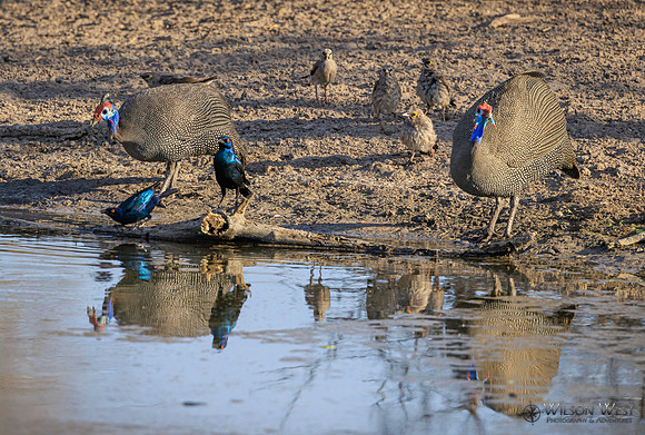 Helmeted Guineafowl, Cape Starling, Wattled Starling