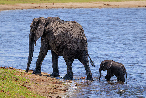 Elephant
