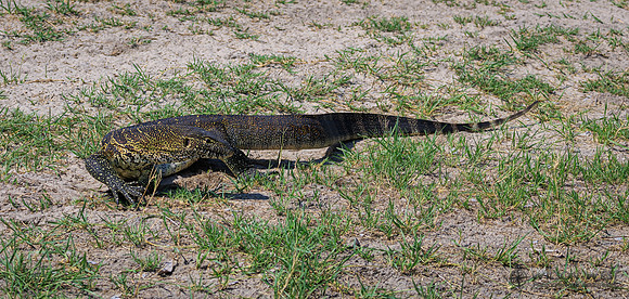 Water Monitor