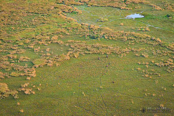 Okavango Delta Helicopter, Elephant