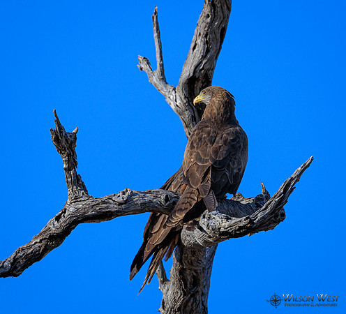 Black Kite
