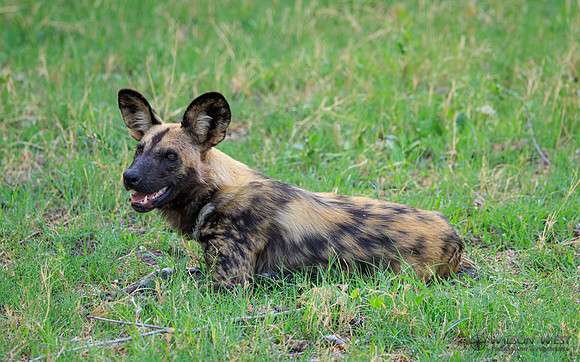 African Wild Dog