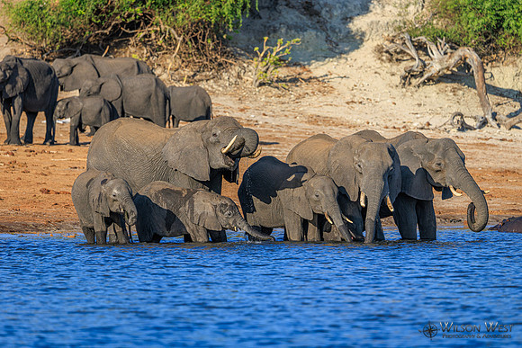 Elephant