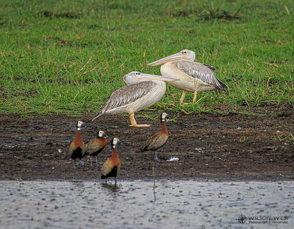 Pink-backed Pelican, White-faced Whistling Duck