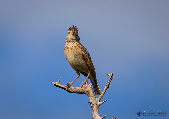 Rufous-naped Lark