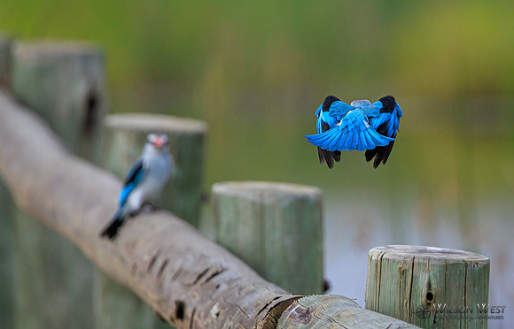 Woodland Kingfisher