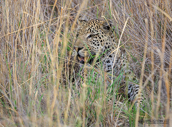Leopard