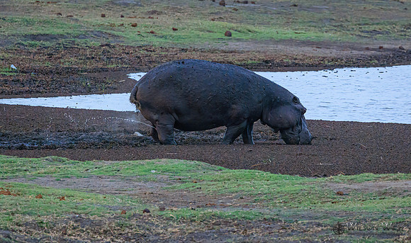 Hippopotamus