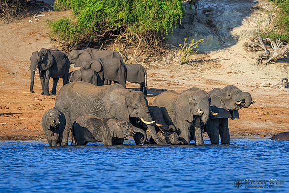 Elephant