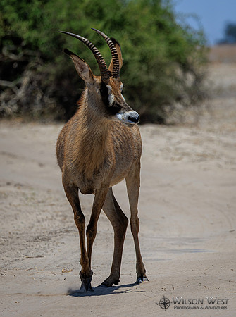 Roan Antelope