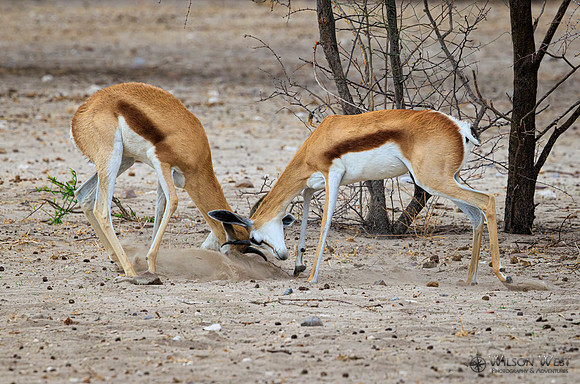 Springbok