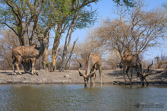 Greater Kudu