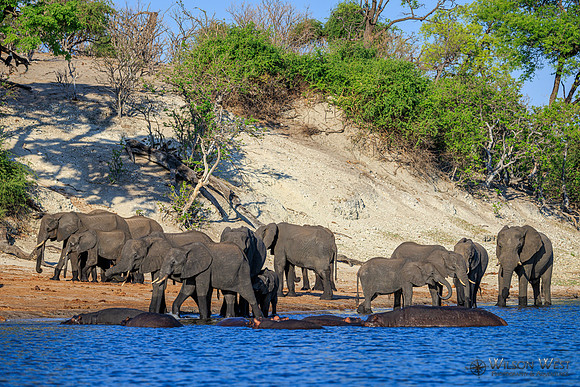 Elephant