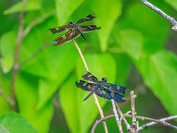 Dragonflies
