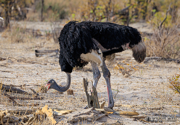 Ostrich