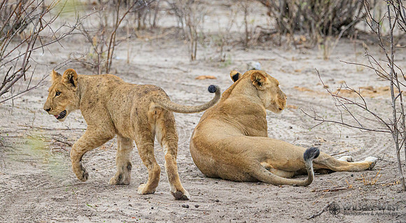 Lion