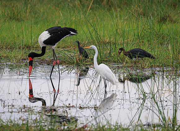 Saddle-billed Stork, Great Egret, Black Heron