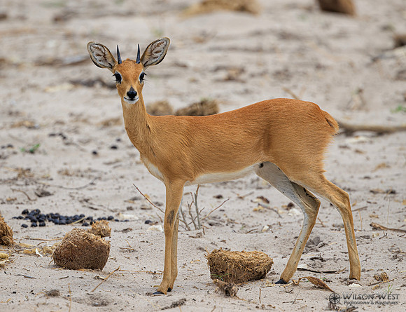 Steenbok