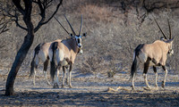 Oryx