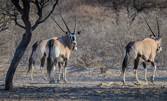 Oryx