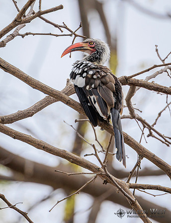Red-billed Hornbill