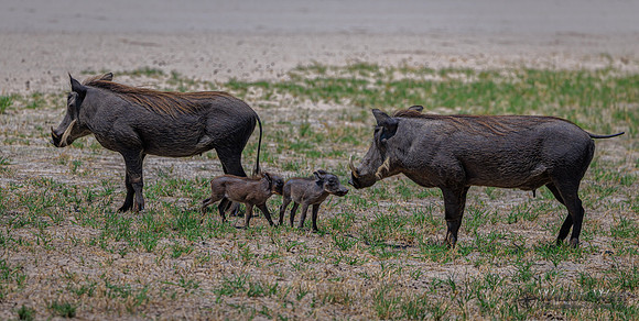 Warthog