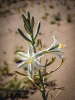 Mojave Wildflowers 2017