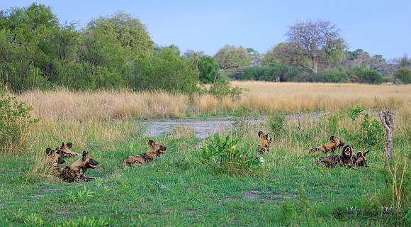 African Wild Dog