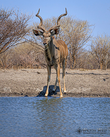 Greater Kudu