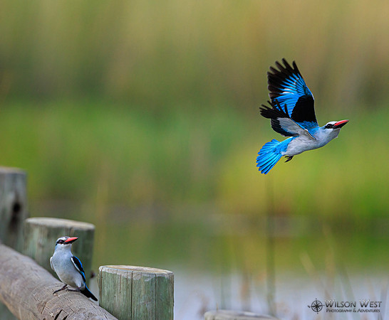 Woodland Kingfisher