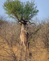 Greater Kudu