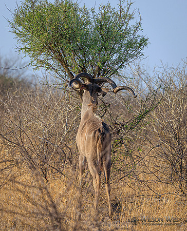 Greater Kudu