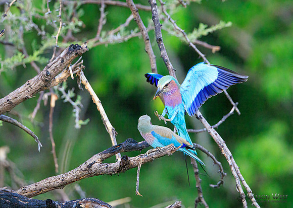 Lilac-breasted Roller