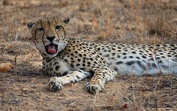 Cheetah