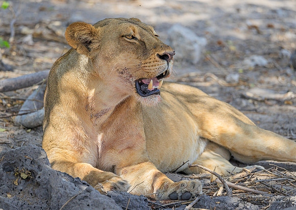 Lion