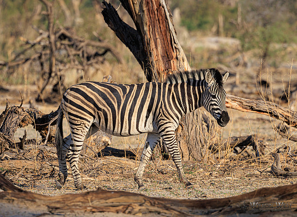 Burchell's Zebra