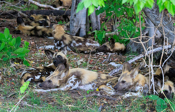 African Wild Dog