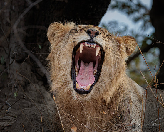 Lion