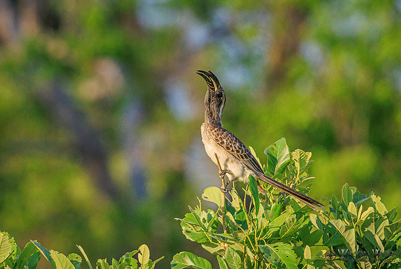 Gray Hornbill