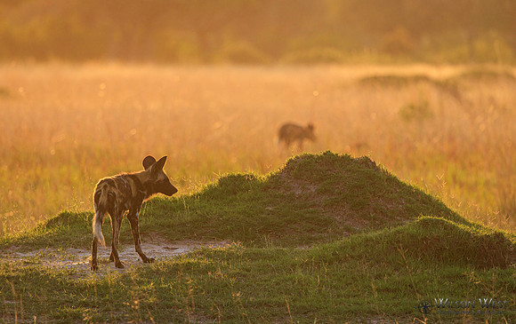 African Wild Dog