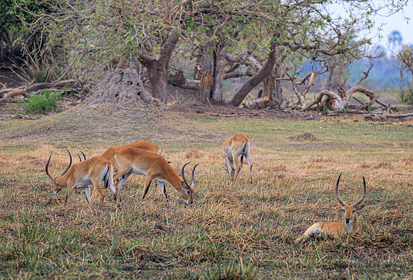 Red Lechwe