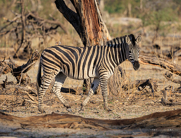 Burchell's Zebra